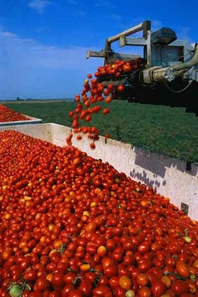 Tomato_Harvest_low.jpg