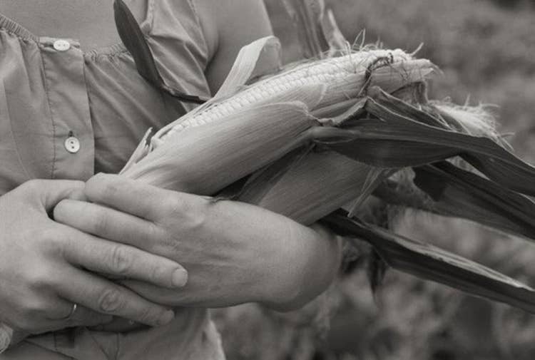 Corn_Harvest_low.jpg